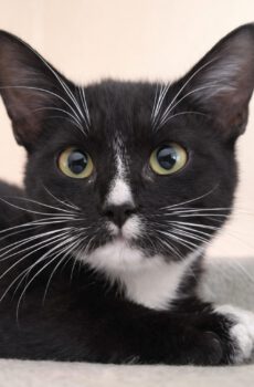 Zwart-witte kater Pepper is een binnenkat