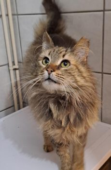 Rapunzel - gereserveerd