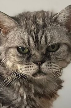 Perzische mix Chloe is een binnenkat