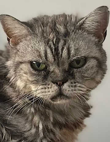 Perzische mix Chloe is een binnenkat