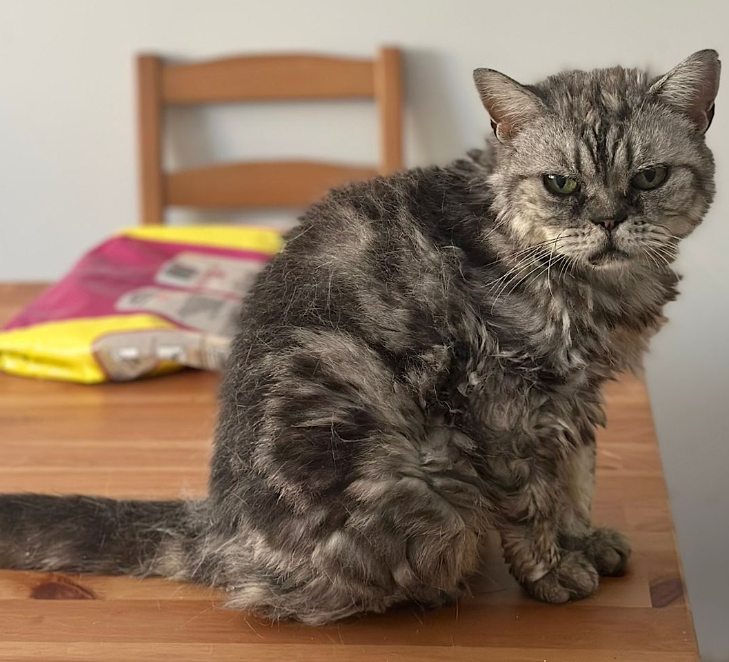 Chloe - grumpy look, boterzacht karakter (aanvraag voor ontvangen) - Afbeelding 2