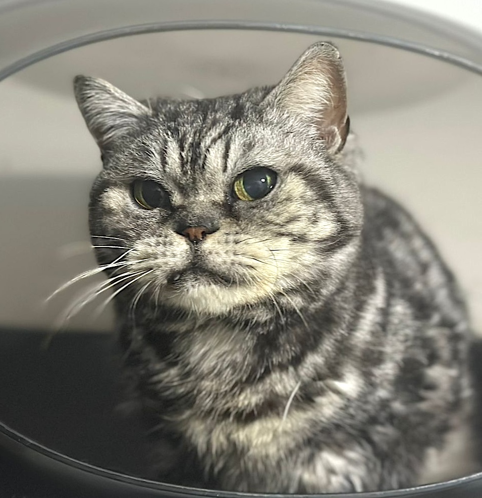 Chloe - grumpy look, boterzacht karakter (aanvraag voor ontvangen) - Afbeelding 3