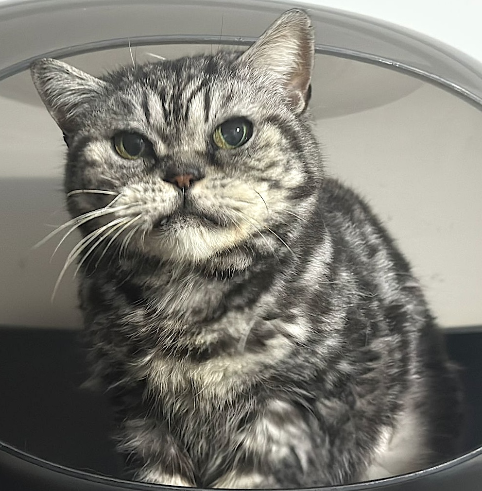 Chloe - grumpy look, boterzacht karakter (aanvraag voor ontvangen) - Afbeelding 4