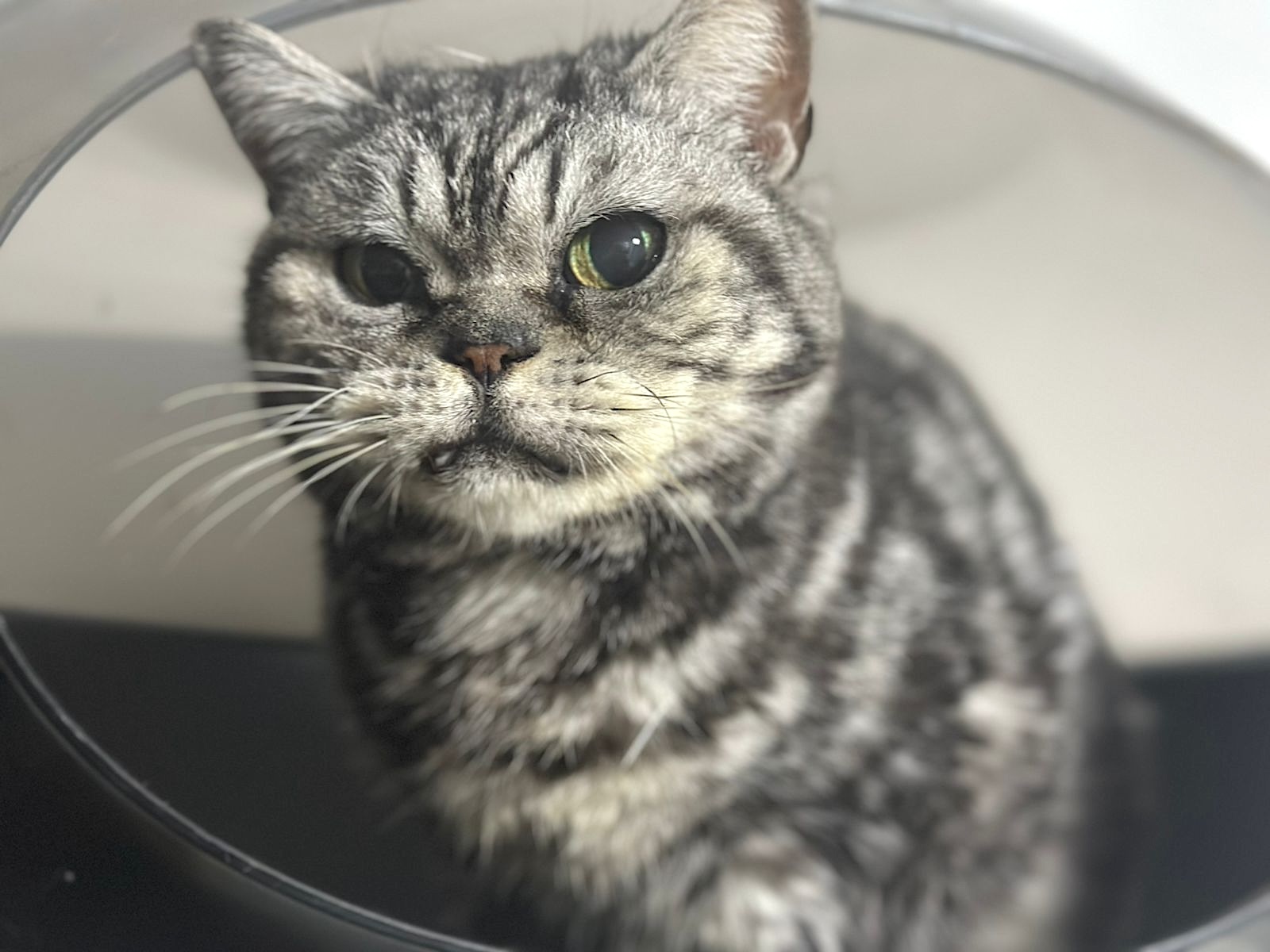 Chloe - grumpy look, boterzacht karakter (aanvraag voor ontvangen) - Afbeelding 5