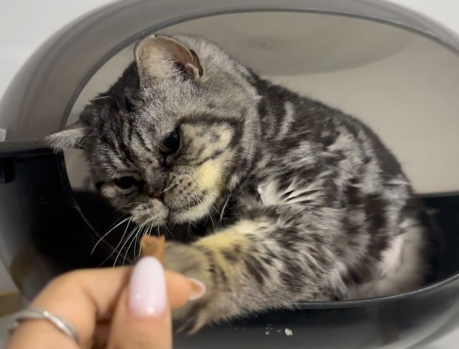 Chloe - grumpy look, boterzacht karakter (aanvraag voor ontvangen) - Afbeelding 8