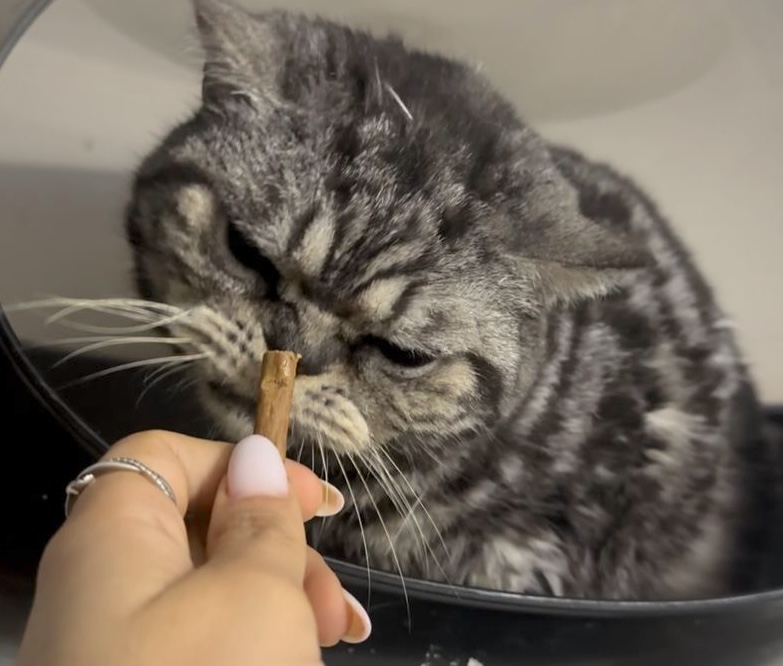 Chloe - grumpy look, boterzacht karakter (aanvraag voor ontvangen) - Afbeelding 9