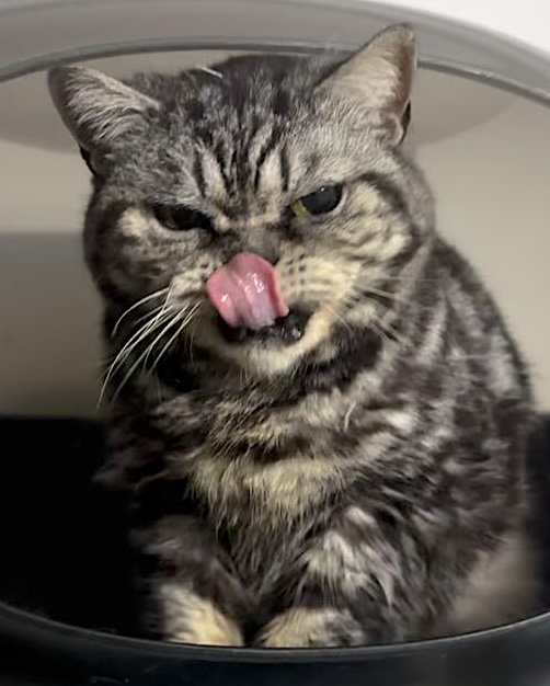 Chloe - grumpy look, boterzacht karakter (aanvraag voor ontvangen) - Afbeelding 10