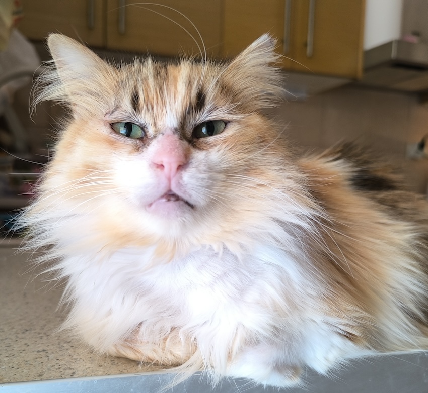 Half Perzische lapjeskat Lady is een binnenkat