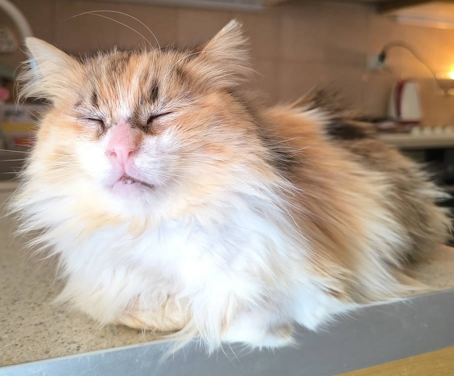 Lady - half Perzische dame - Afbeelding 3