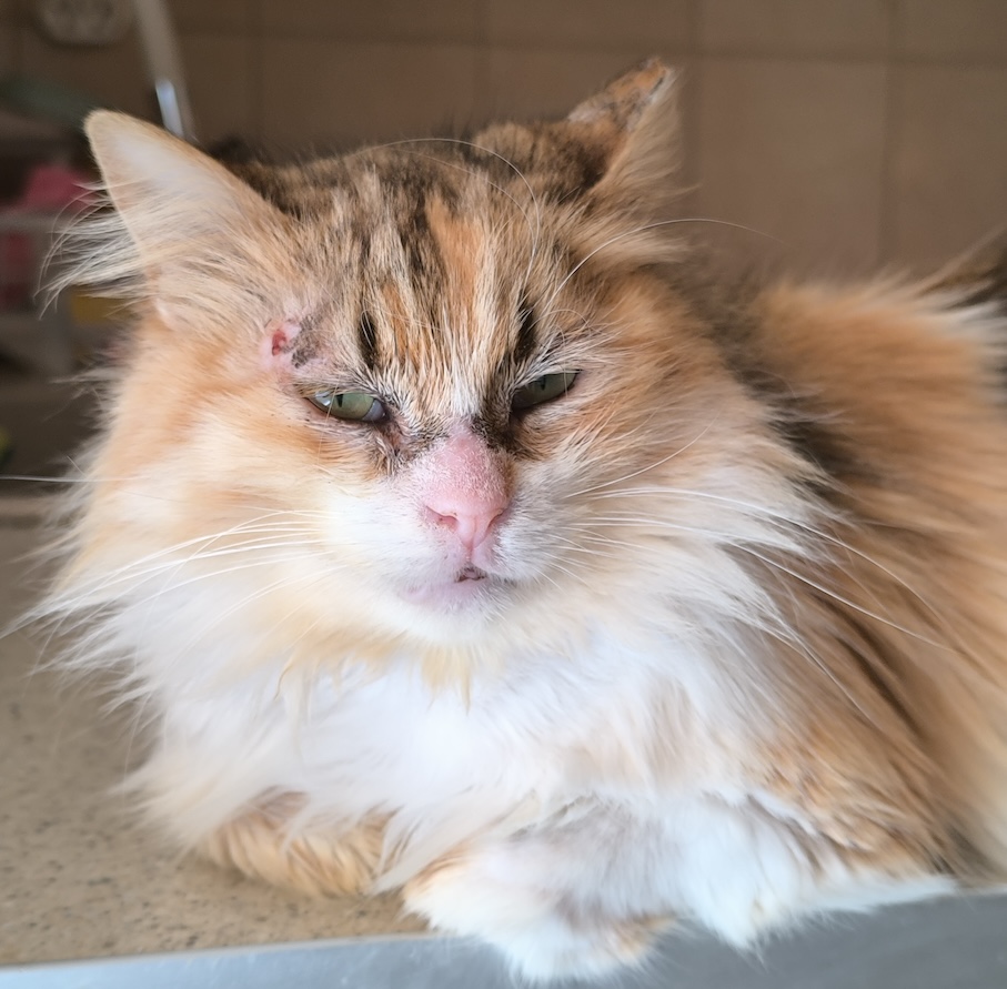 Lady - half Perzische dame - Afbeelding 4