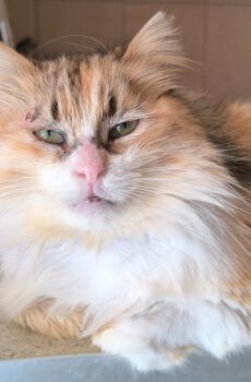 Half Perzische lapjeskat Lady is een binnenkat