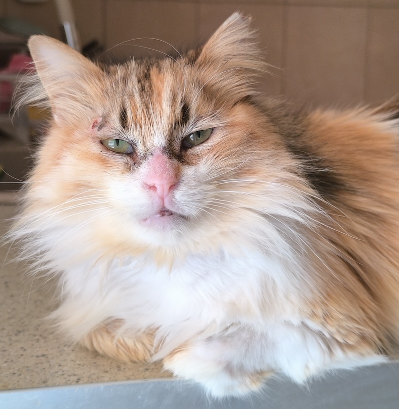 Half Perzische lapjeskat Lady is een binnenkat