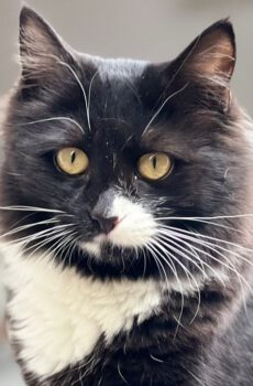 Halflangharige poes Sammie is een binnenkat