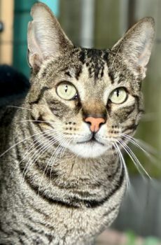 Cyperse kater Sonny is een knuffelkat en binnenkat