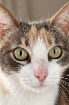 Lapjeskat Bunny heeft geen staart en is een knuffelkat