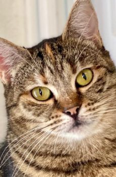 Ivy - lieve kat met FIV