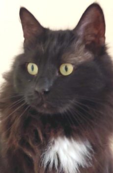 Maxie - knuffelkat van 10 kilo