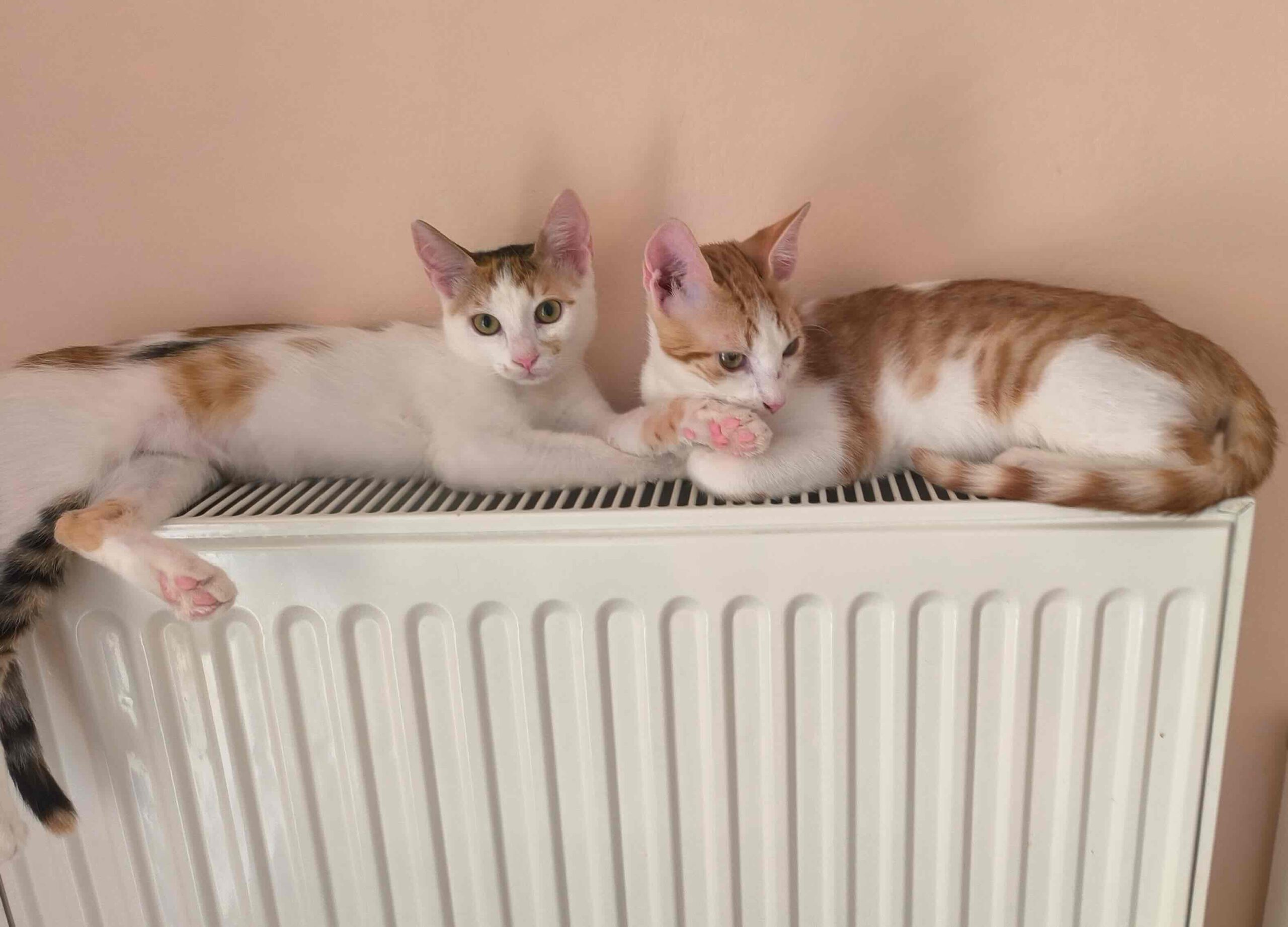 Milo & Margo - Afbeelding 11