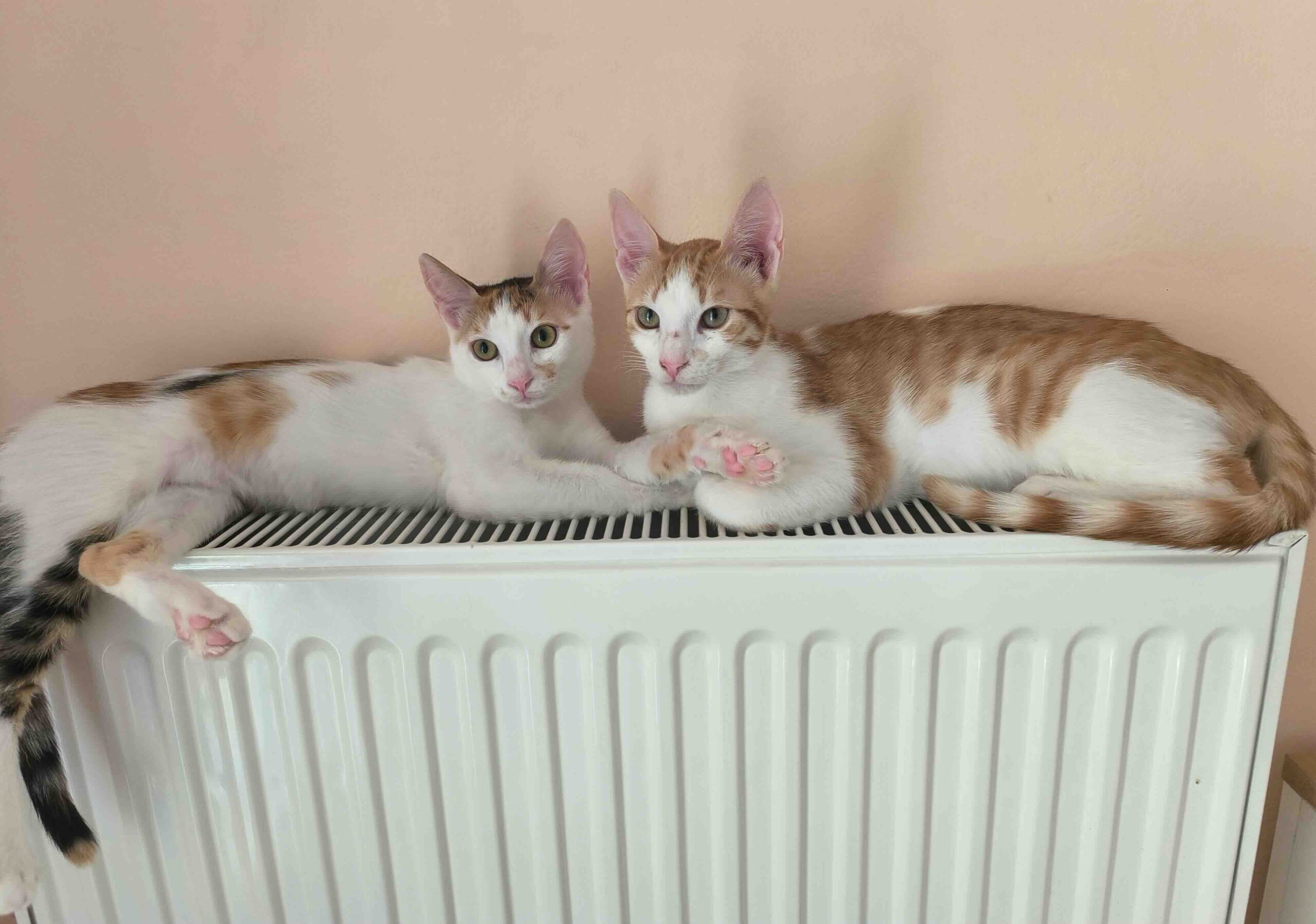 Milo & Margo - Afbeelding 12