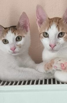 Milo en Margo zijn binnenkatten