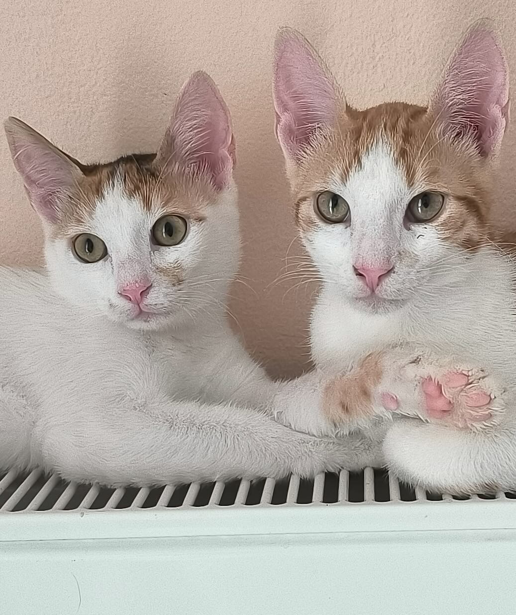Milo en Margo zijn binnenkatten
