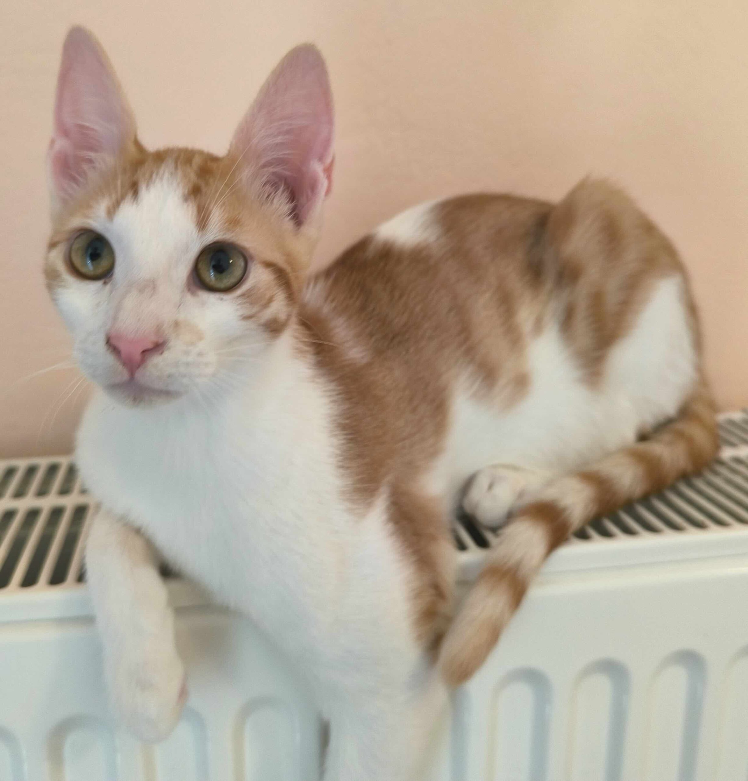 Milo & Margo - Afbeelding 16