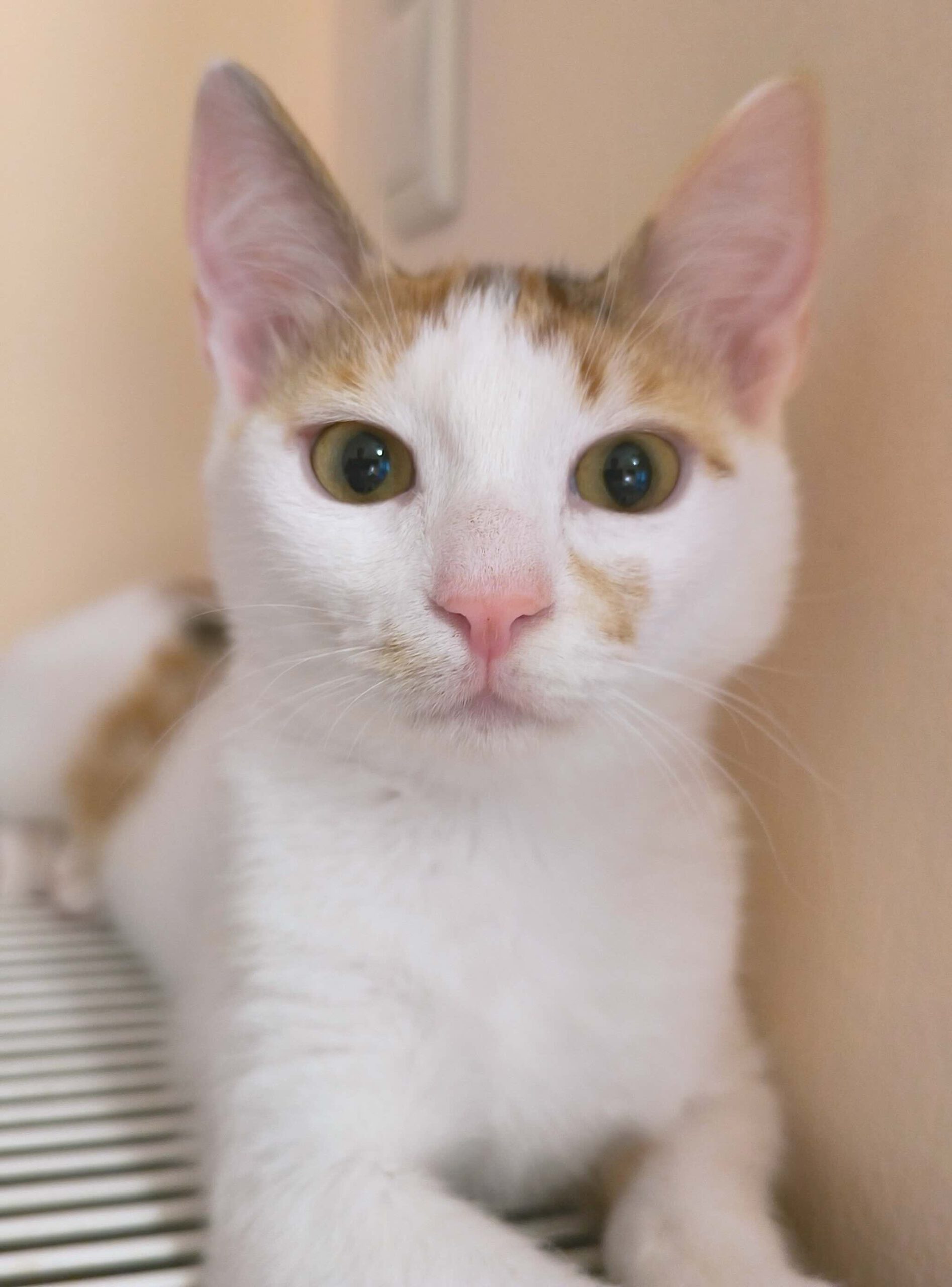 Milo & Margo - Afbeelding 4