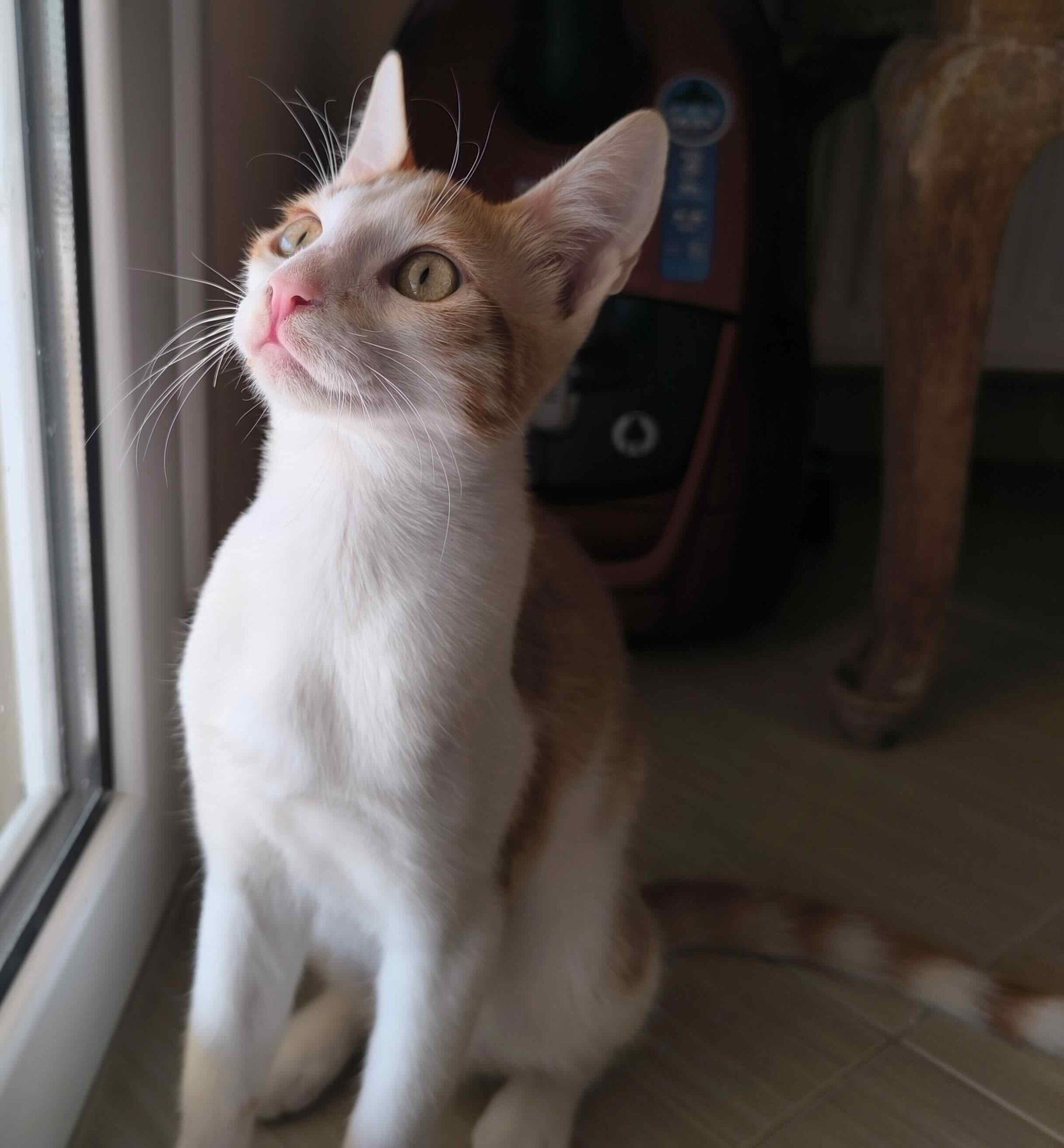 Milo & Margo - Afbeelding 5