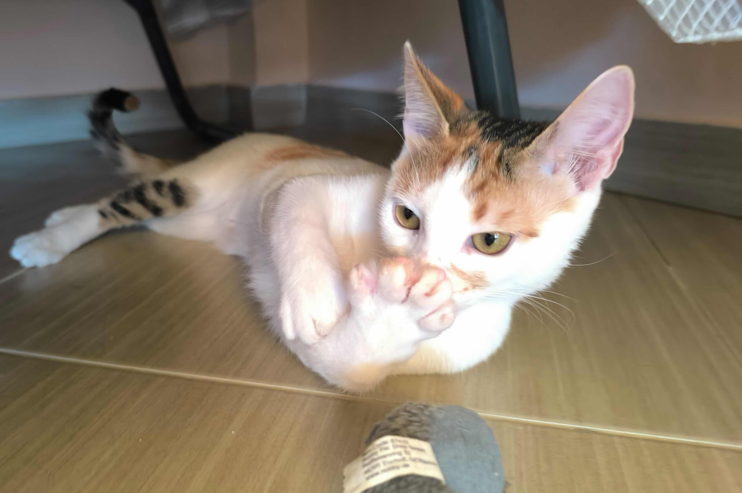 Milo & Margo - Afbeelding 6