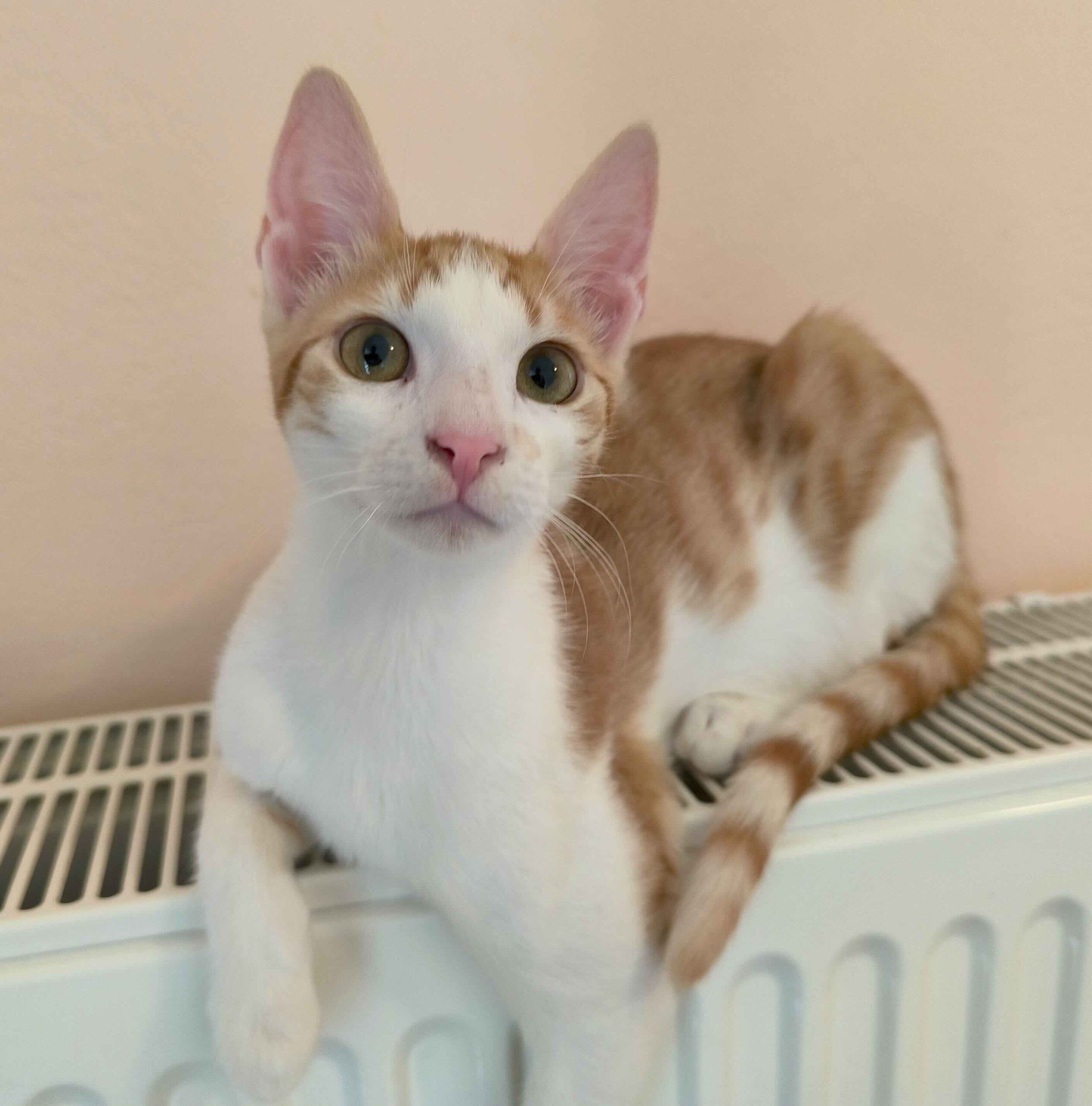 Milo & Margo - Afbeelding 10