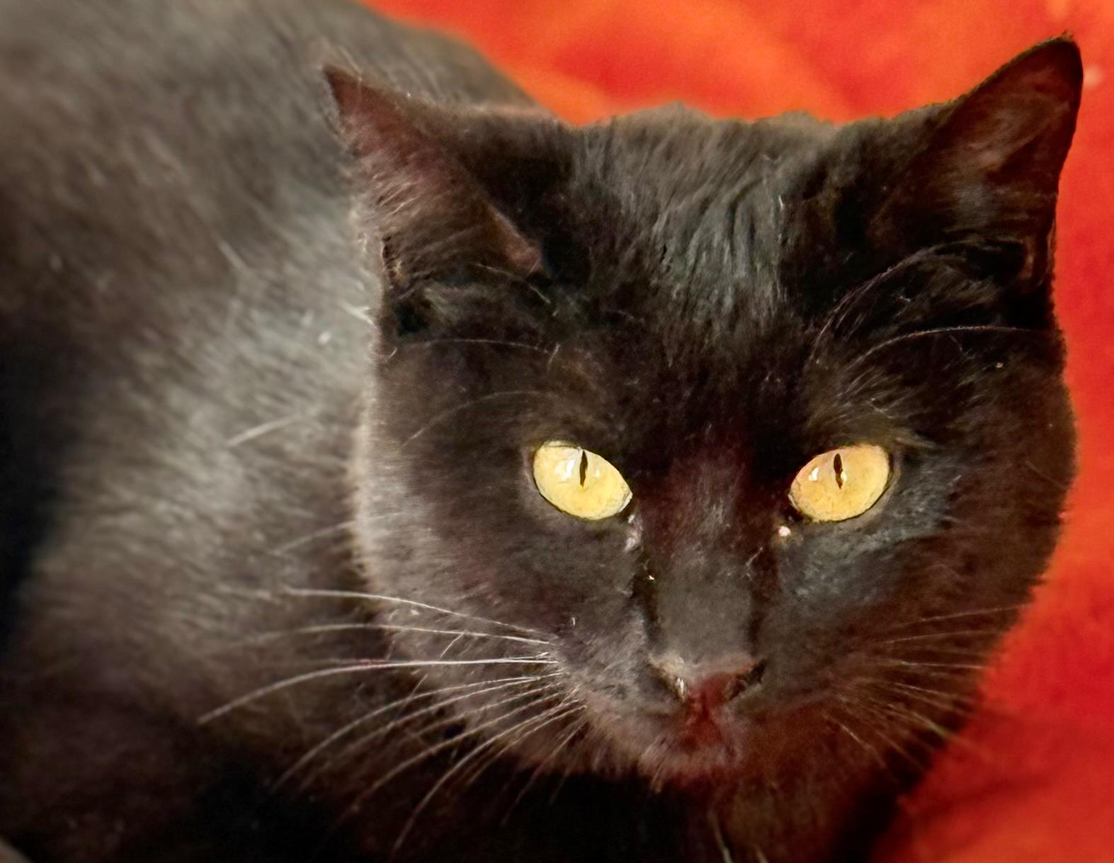 Nyx - in Nederland (aanvraag voor ontvangen) - Afbeelding 3