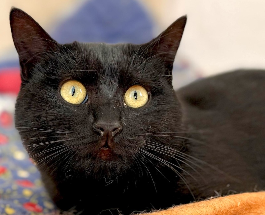 Nyx - in Nederland (aanvraag voor ontvangen) - Afbeelding 13