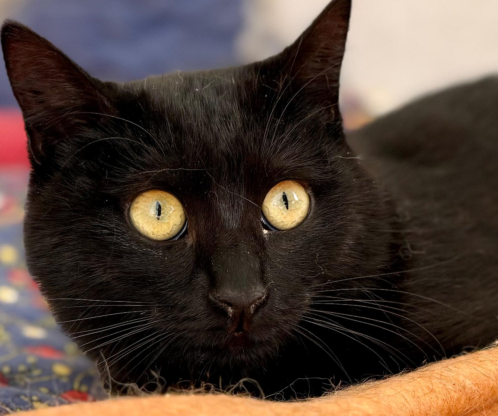 Nyx - in Nederland (aanvraag voor ontvangen) - Afbeelding 14