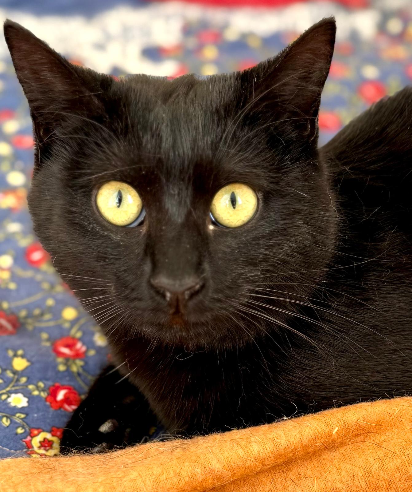 Nyx - in Nederland (aanvraag voor ontvangen) - Afbeelding 15