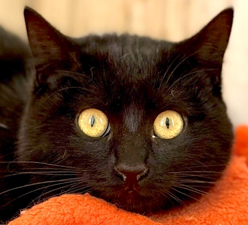 Nyx - in Nederland (aanvraag voor ontvangen) - Afbeelding 16