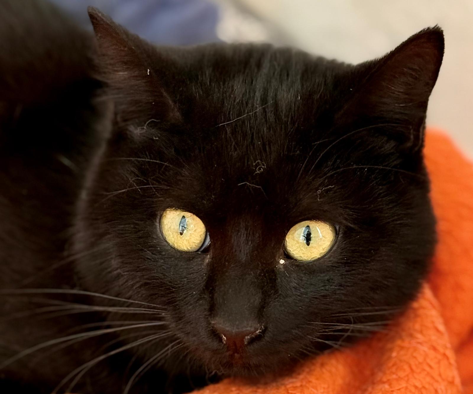 Nyx - in Nederland (aanvraag voor ontvangen) - Afbeelding 17