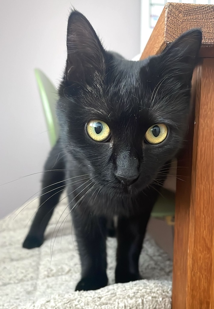 Nyx - in Nederland (aanvraag voor ontvangen) - Afbeelding 8