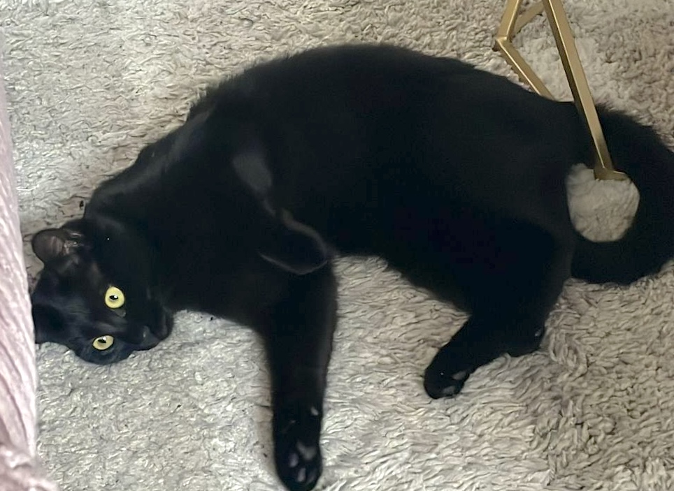 Nyx - in Nederland (aanvraag voor ontvangen) - Afbeelding 18