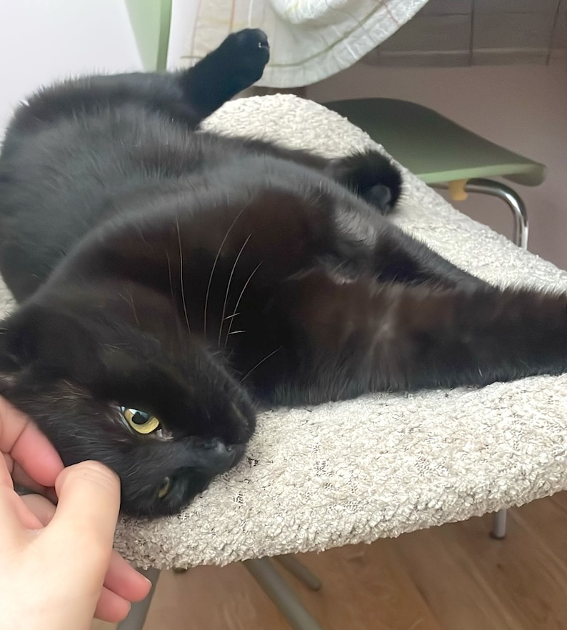 Nyx - in Nederland (aanvraag voor ontvangen) - Afbeelding 9