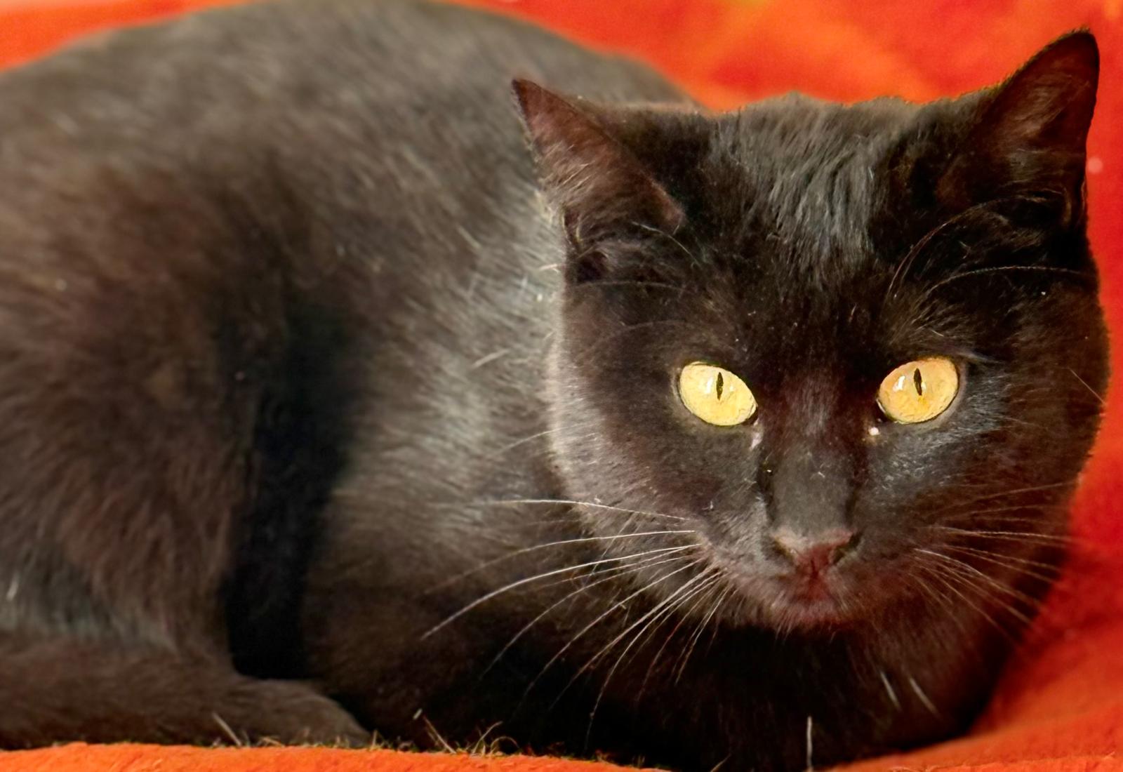 Nyx - in Nederland (aanvraag voor ontvangen) - Afbeelding 6