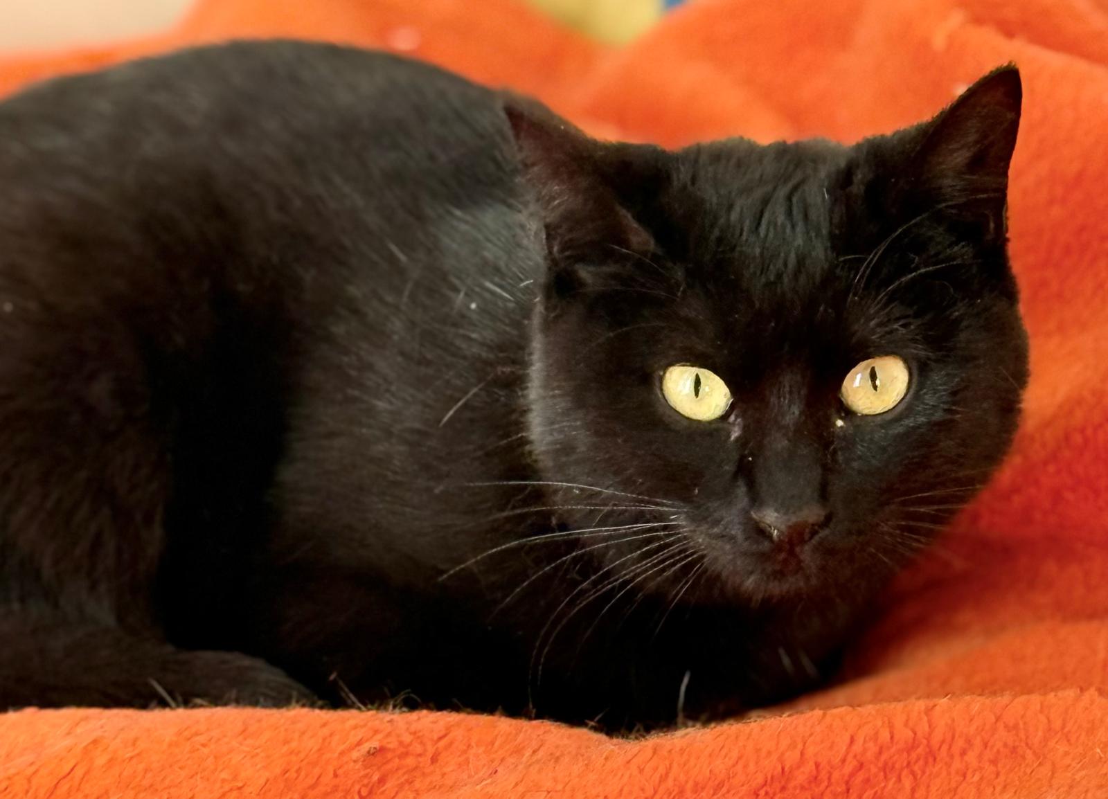 Nyx - in Nederland (aanvraag voor ontvangen) - Afbeelding 10