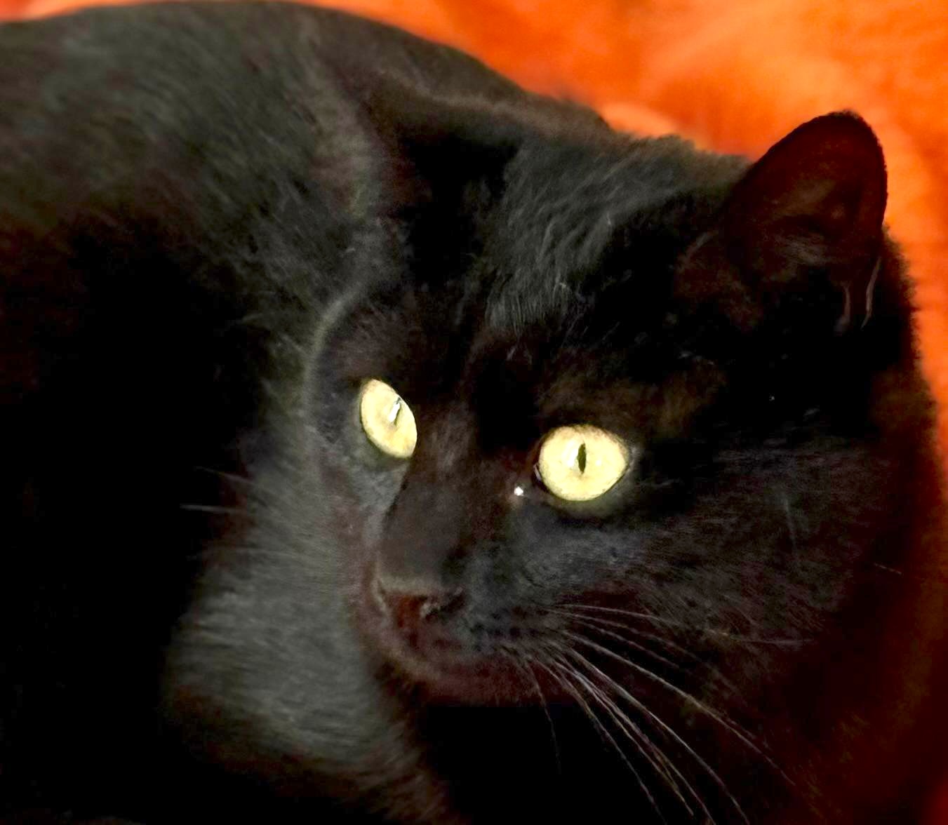 Nyx - in Nederland (aanvraag voor ontvangen) - Afbeelding 11