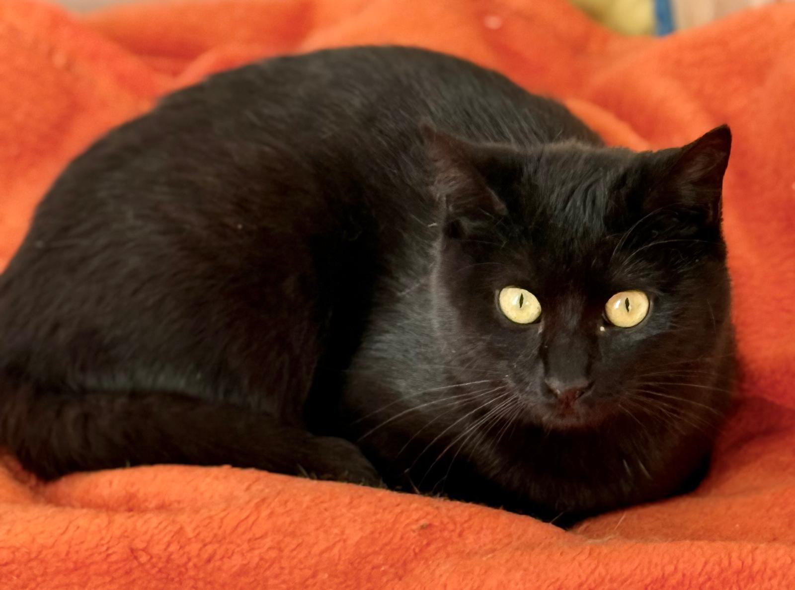 Nyx - in Nederland (aanvraag voor ontvangen) - Afbeelding 12