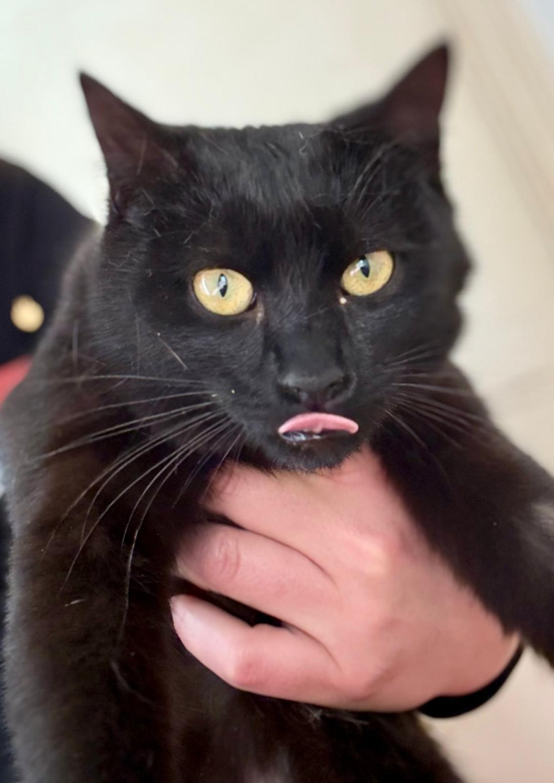 Nyx - in Nederland (aanvraag voor ontvangen) - Afbeelding 2