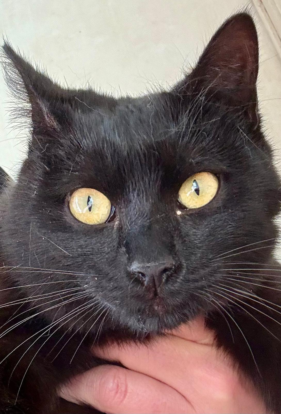 Nyx - in Nederland (aanvraag voor ontvangen) - Afbeelding 5