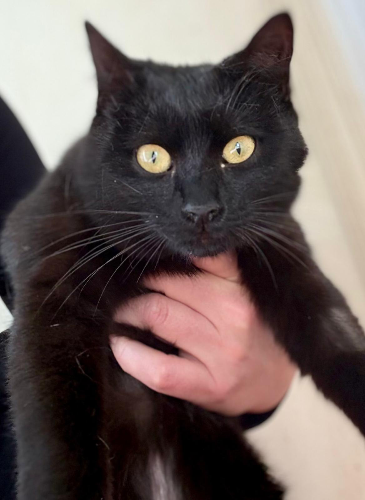 Nyx - in Nederland (aanvraag voor ontvangen) - Afbeelding 7