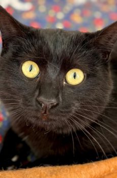 Zwarte kitten Nyx is een binnenkat