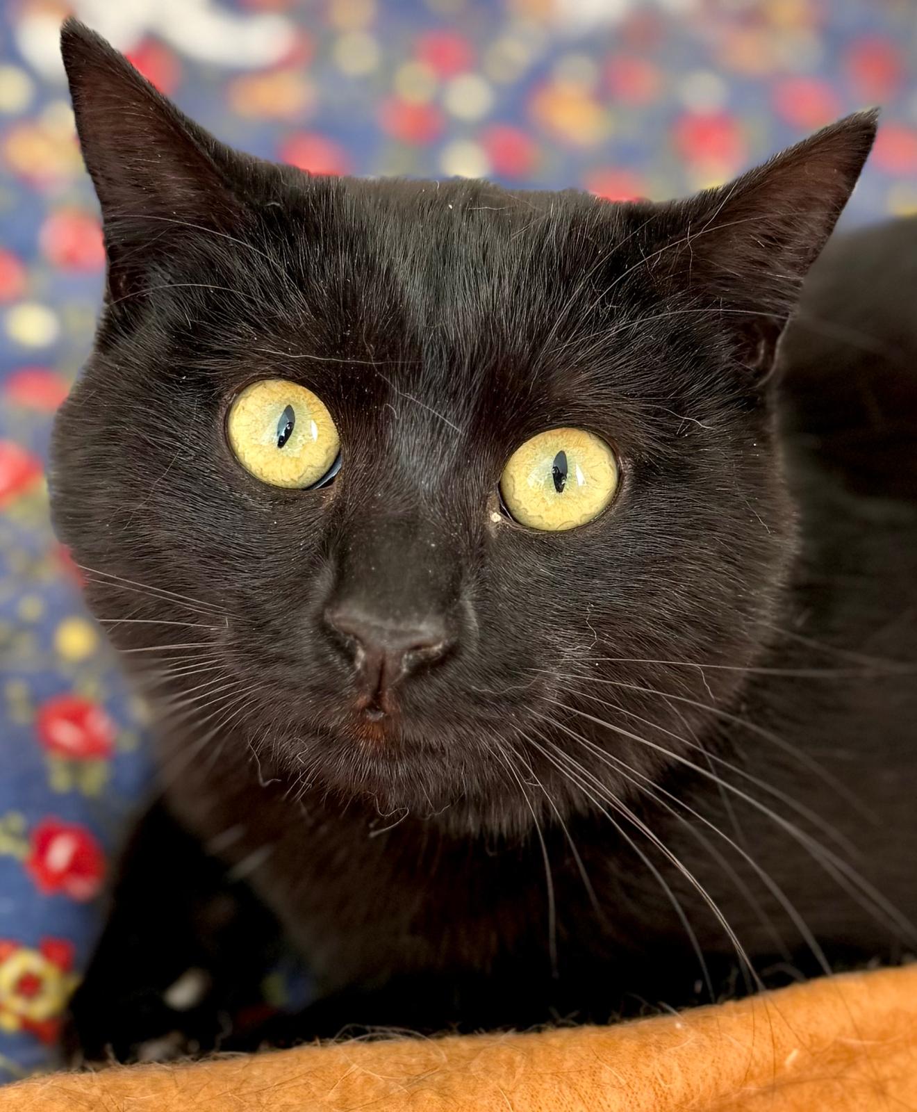 Zwarte kitten Nyx is een binnenkat