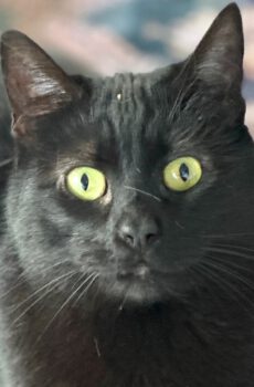 Zwarte poes Ruby is een binnenkat