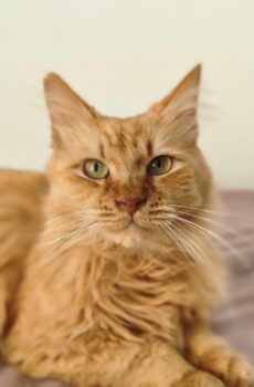 Halflangharige rode poes Ruby is een binnenkat
